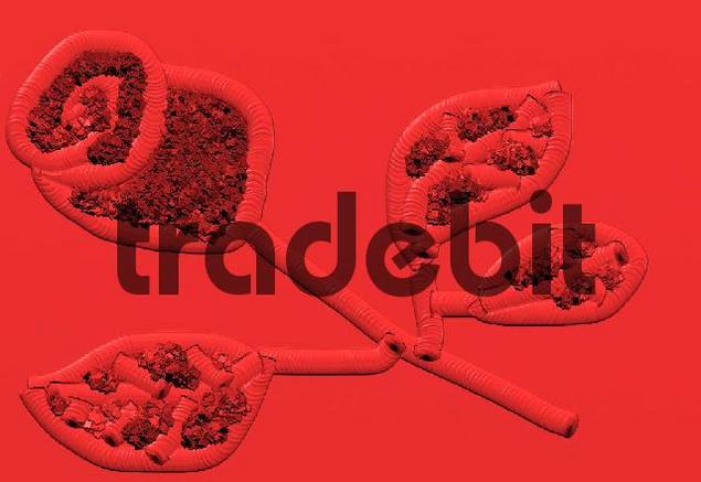 Product picture Rose